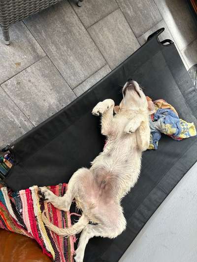 Hundetreffen-Gassirunde/ Hundefreunde finden-Bild