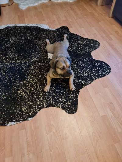 Zeigt her eure Frenchi-Beitrag-Bild