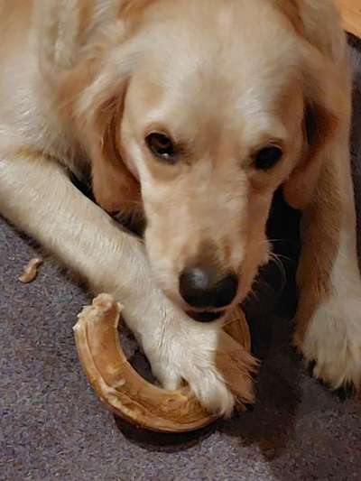 Fotowettbewerb ,,mein gruseliger Hund"-Beitrag-Bild