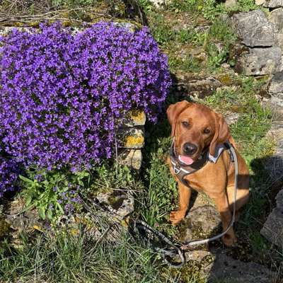 Hundetreffen-Welpentreffen, Hundetreffen, gemeinsames Gassi gehen.-Bild