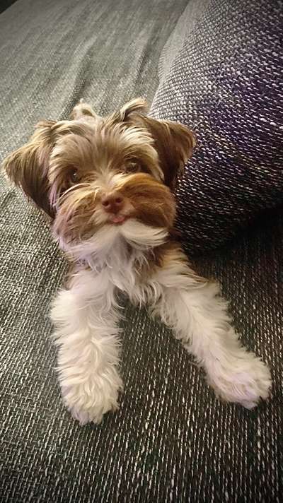 Welpen Bilder !-Beitrag-Bild