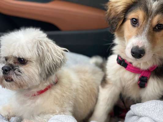 FOTOCHALLENGE 70 - Dein Hund im Auto-Beitrag-Bild