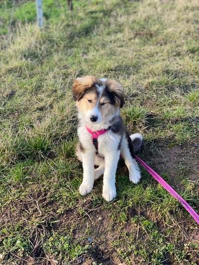 Welpen Bilder !-Beitrag-Bild