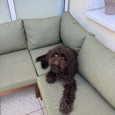 Hundetreffen-Gassi und Spielfreund für Hugo gesucht-Bild