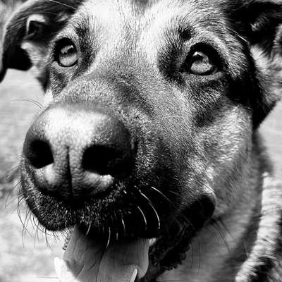 Hundetreffen-Spazieren gehen im Landkreis Verden-Bild