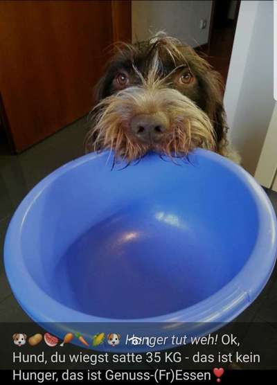 Heute gibt es.....der "ich mach die Leckerlis-Selber-Thread"-Beitrag-Bild