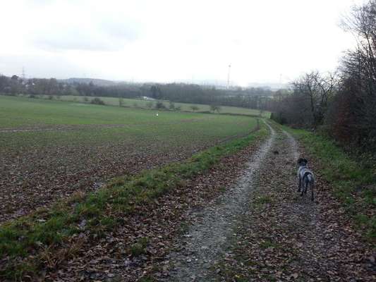 Bielefelder Hunde.-Beitrag-Bild