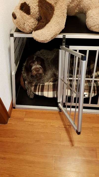 Hundebox für ausgewachsene Hunde-Beitrag-Bild