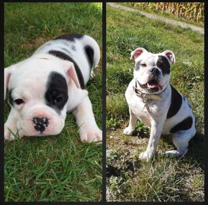 Welpenfotos-Beitrag-Bild