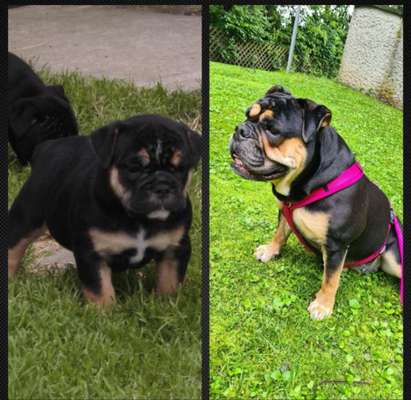 Welpenfotos-Beitrag-Bild