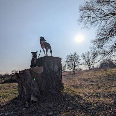 Hundetreffen-Gemeinsames Gassi-Bild