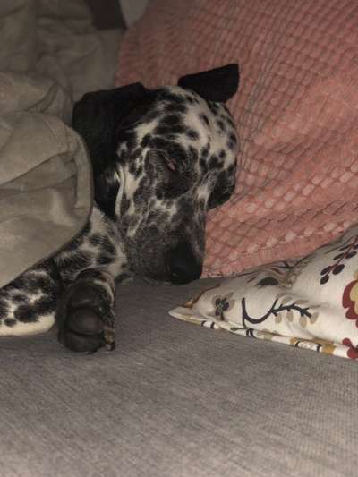 Mischlingshunde Foto Aufruf-Beitrag-Bild