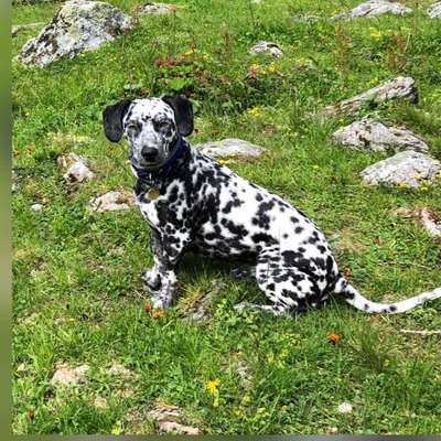 Mischlingshunde Foto Aufruf-Beitrag-Bild