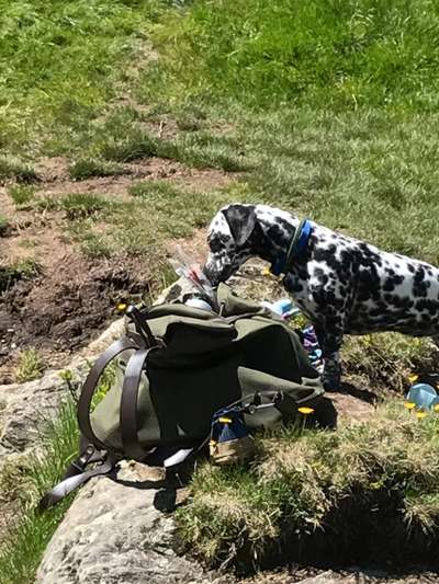 Mischlingshunde Foto Aufruf-Beitrag-Bild