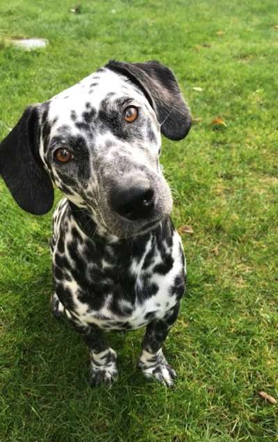 Mischlingshunde Foto Aufruf-Beitrag-Bild