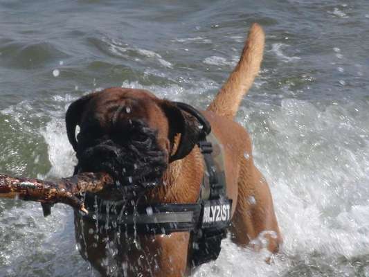 Dogorama-Monats-Challenge-Mai "Wasser"-Beitrag-Bild