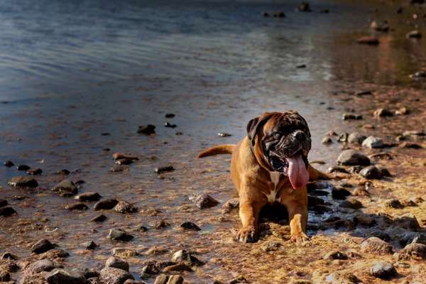 Hunde im Urlaub-Beitrag-Bild