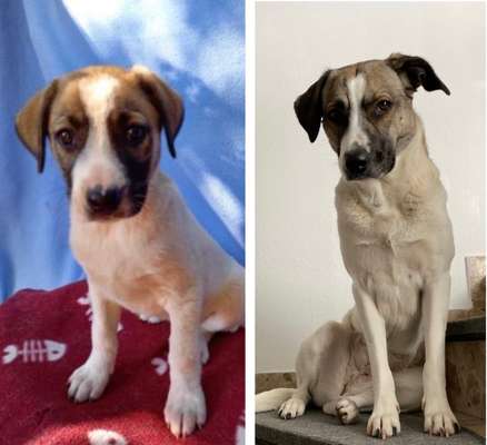 TierschutzhundeStammtisch🐕-Beitrag-Bild