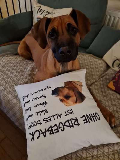 Rhodesian Ridgeback-Beitrag-Bild