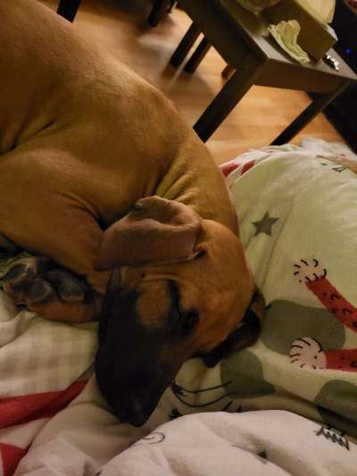 Rhodesian Ridgeback-Beitrag-Bild