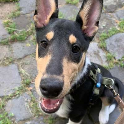 Hundetreffen-Welpentreffen in Bonn (Beuel/Schwarzrheindorf)-Bild