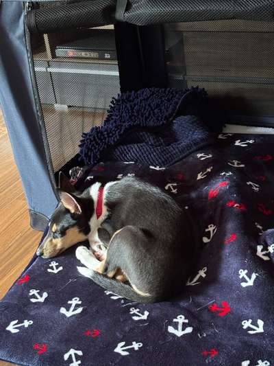 Hundetreffen-Welpentreffen in Bonn (Beuel/Schwarzrheindorf)-Bild