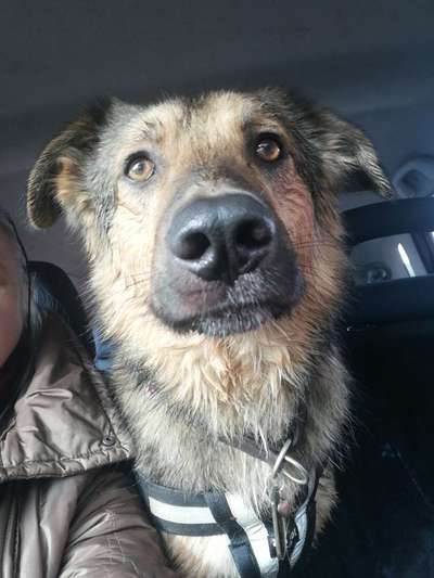 Alles rund um den Schäferhund, diskutieren erwünscht.-Beitrag-Bild