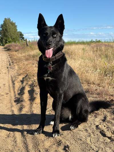Hundetreffen-Play date / Gassi Runde-Bild