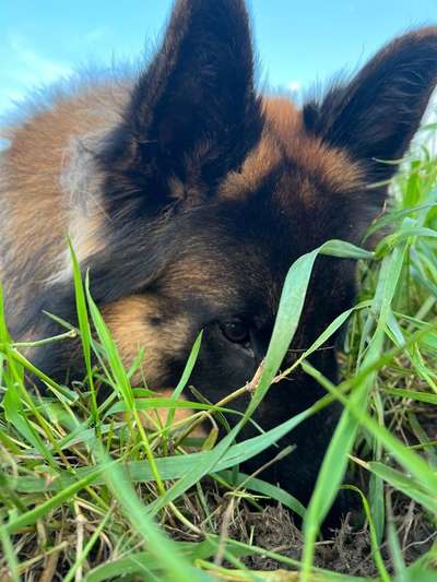 Deutsche Schäferhunde, Belgische Schäferhunde.-Beitrag-Bild