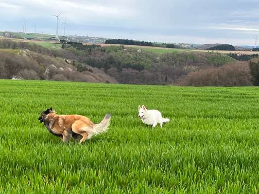 Fotosammlung: ,,Der natürliche Hund" Unbearbeitet, ungestellt und in Natura-Beitrag-Bild