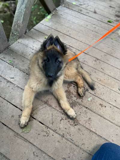 Welpen Bilder !-Beitrag-Bild