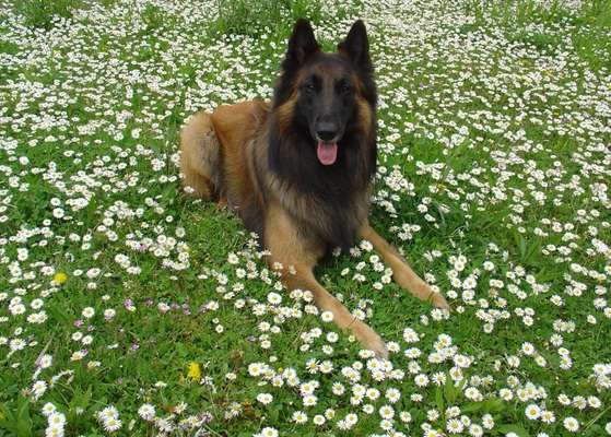 Nicht ganz alltägliche Hundenamen.
Wie kreativ wart ihr?-Beitrag-Bild