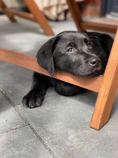 Die Dogorama Kalender Challenge Titelbild-Beitrag-Bild