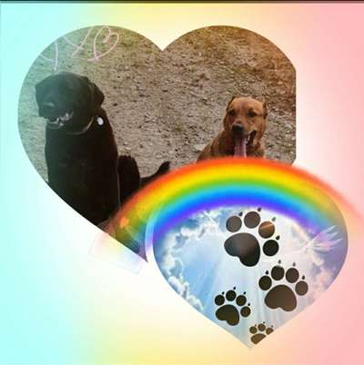 Bester Freund, Hundekumpel - zeigt her!-Beitrag-Bild