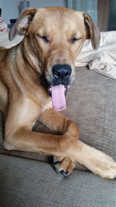 Lustigsten Grimassen von euren Hunden-Beitrag-Bild