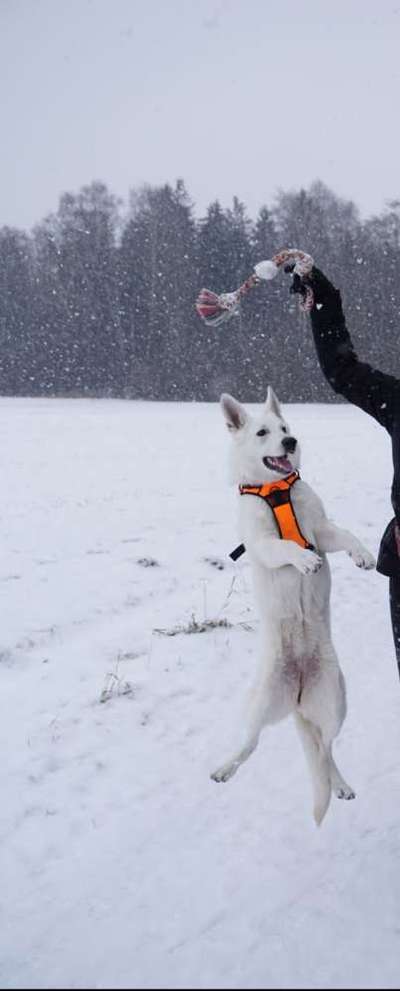 Challenge Nr. 16         Dynamik - Dein Hund in Bewegung-Beitrag-Bild