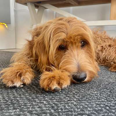 Hundetreffen-Spielfreud gesucht-Bild