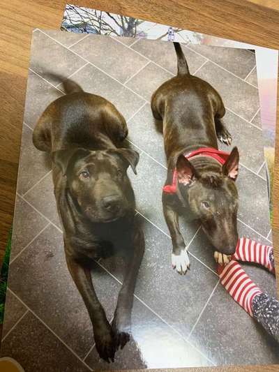 Hund vom Veterinäramt weggenommen-Beitrag-Bild