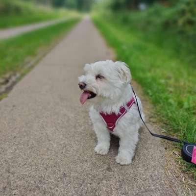 Hundetreffen-Spielen und spazieren gehen 🐶 - kleine Hunde bis 10kg-Bild