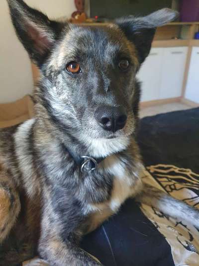 Auslandstierschutz-Beitrag-Bild