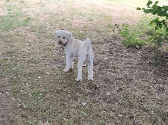 Hundetreffen-Pulik oder Puli-Mixe in Dortmund?-Bild