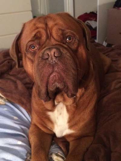 Die Dogorama Kalender Challenge Titelbild-Beitrag-Bild