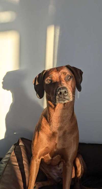 Rhodesian Ridgeback-Beitrag-Bild