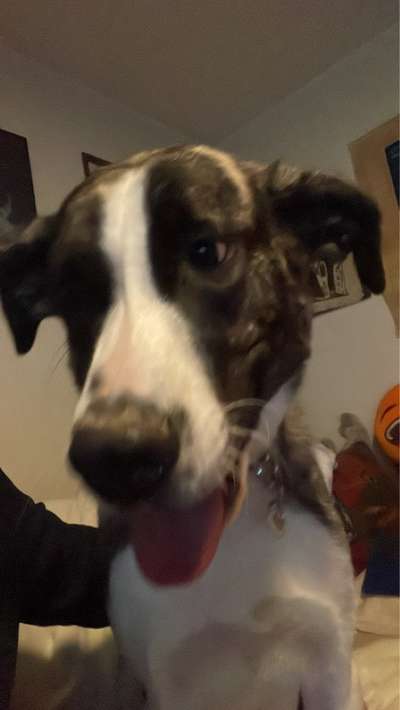 Herdenschutzhund-Beitrag-Bild