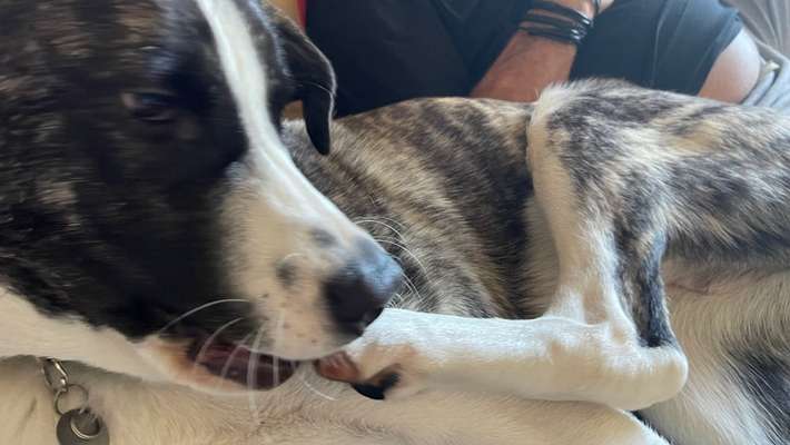 Herdenschutzhund-Beitrag-Bild