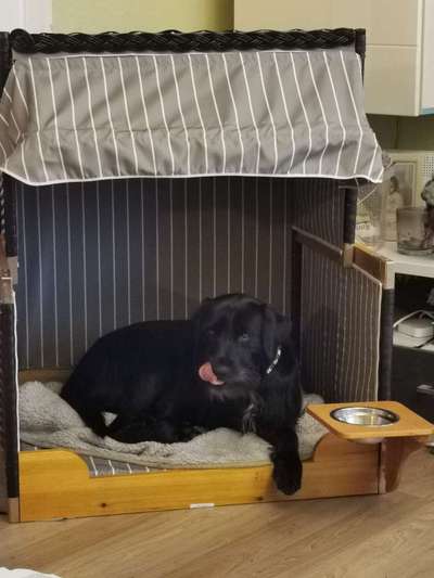 Labradorfans-Beitrag-Bild