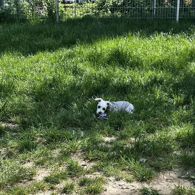 Hundetreffen-Welpentreffen Hundewiese Güterbahnhof Freiburg-Bild