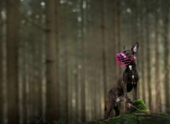 Hundetreffen-Social Walk-Bild