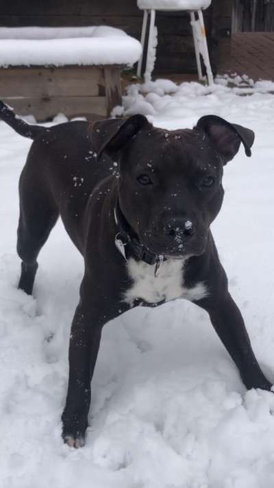 Auslandstierschutz-Beitrag-Bild