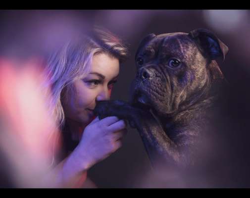 Olde English Bulldogge-Beitrag-Bild